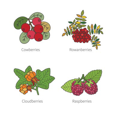 Vektör alaca doodle Karpuzu yaban mersini ardıç kızılcık crowberries gibi dizi üzerine beyaz izole