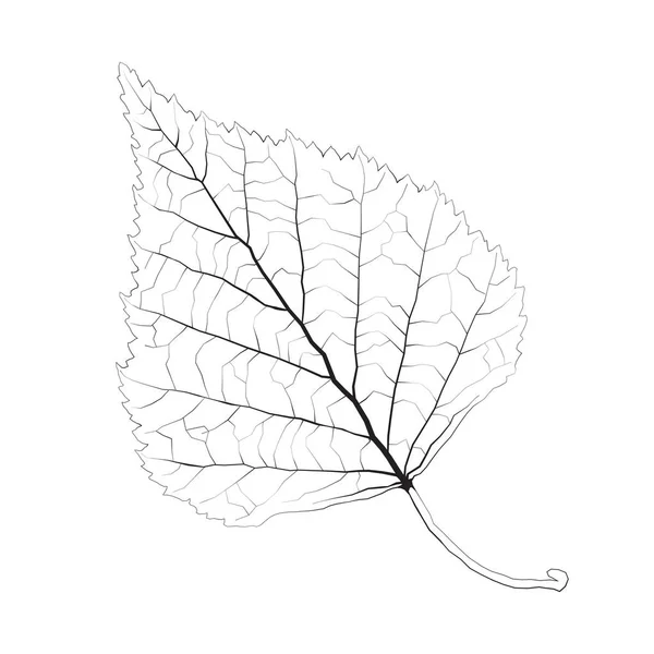 Geïsoleerde Vector Monochroom Birch Leaf — Stockvector