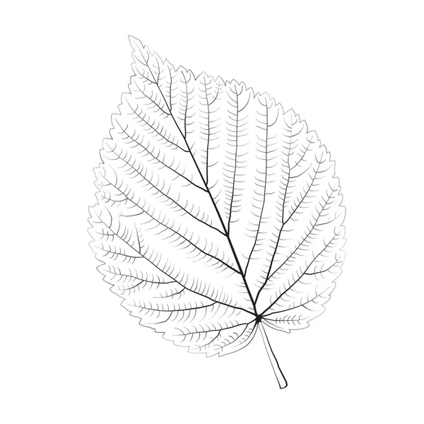 孤立したベクトル モノクロ白樺の葉 — ストックベクタ