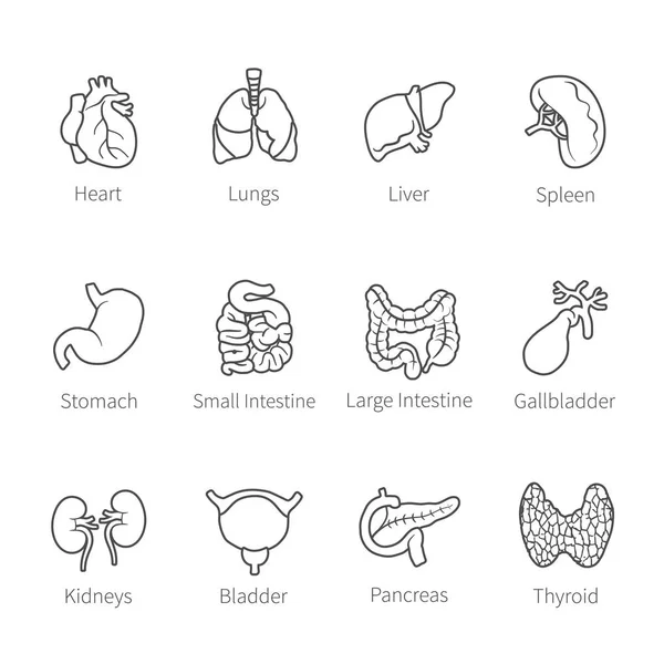 Conjunto Iconos Vectoriales Órganos Internos Humanos Como Corazón Los Pulmones — Vector de stock