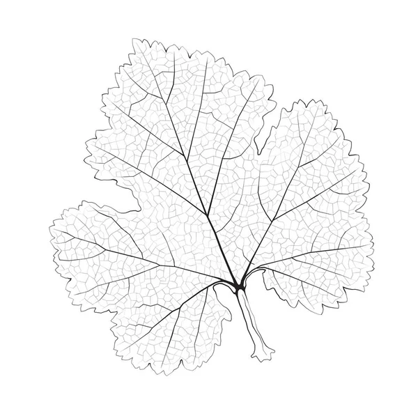孤立したベクトル モノクロ スグリ葉 — ストックベクタ
