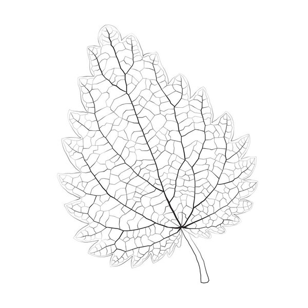 Isolated vector monochrome nettle leaf.