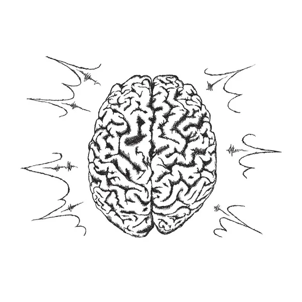 Concetto Vettoriale Creatività Con Cervello Umano — Vettoriale Stock