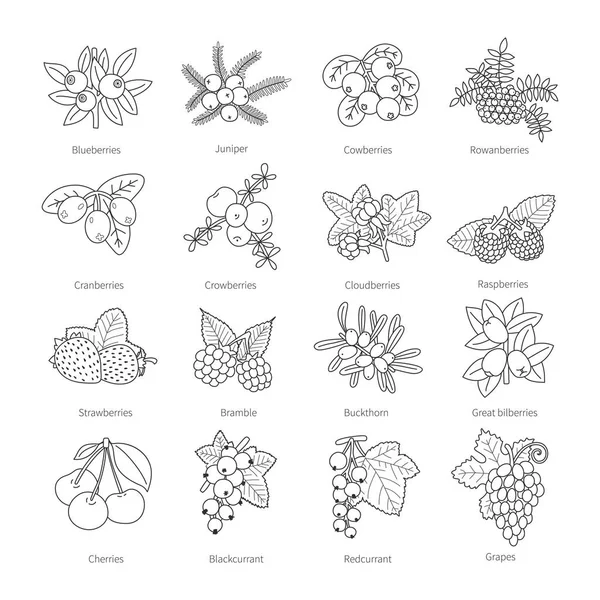 Verzameling Van Vector Overzicht Doodle Bonte Bessen Geïsoleerd Wit — Stockvector