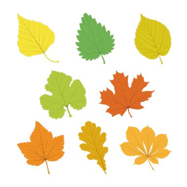 Vektör kümesi çok renkli tek yaprakları düz stil damarlarında ile izole