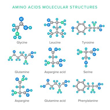 Vector molecular structures of amino acids isolated on white set clipart