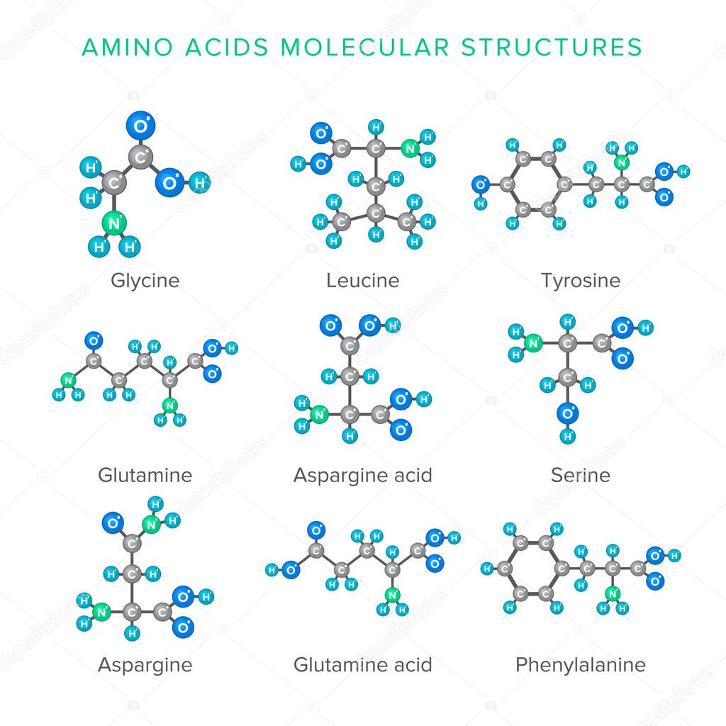 Vector molecular structures of amino acids isolated on white set