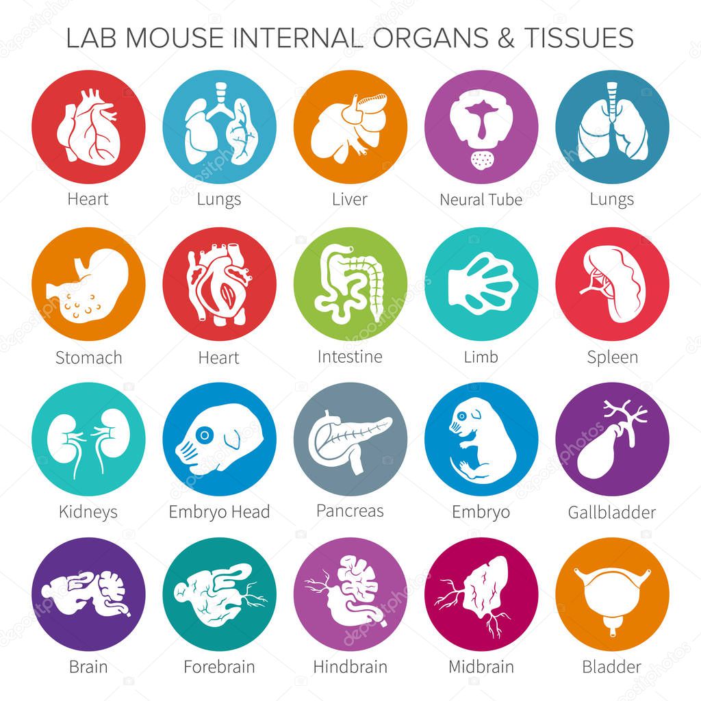 Vector lab mouse internal organs and tissues iconset