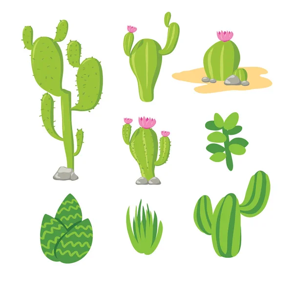 Disegno Collezione Vettoriale Cactus Disegno Collezione Vettoriale Fiore — Vettoriale Stock