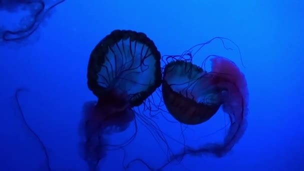 Underwater World Jellyfish Ocean — Stock Video