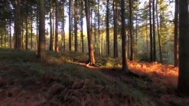 Yeşil orman bir yaz gününde