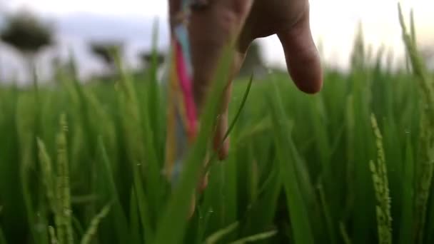 Hände Auf Dem Gras — Stockvideo