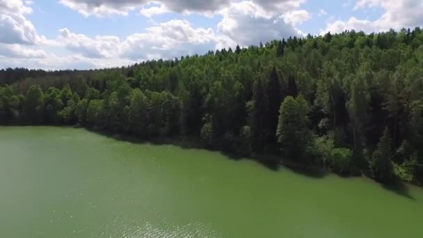 Forêt Conifères Verte Paysage — Video