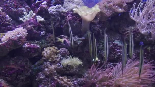 Aquarium Mit Kleinen Fischen — Stockvideo