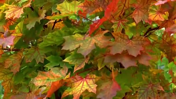 Autumn Foliage Seasons Autumn — Stock Video