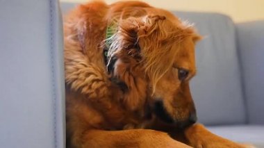 sevimli köpek yakın çekim