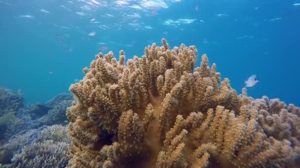 Coral Underwater World Fauna — Stock Video