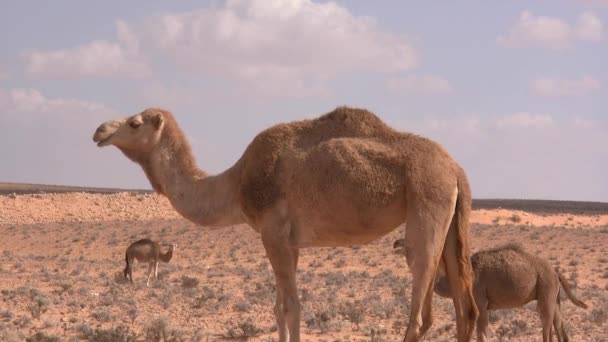 Camellos Desierto — Vídeo de stock
