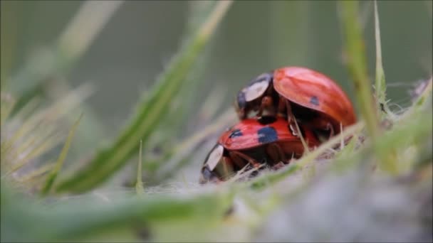 Ladybugs Крупным Планом — стоковое видео