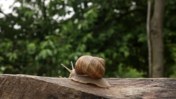 escargot, été, un, lent 