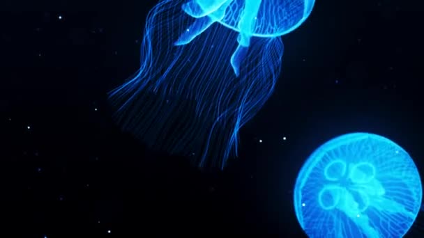 Underwater World Jellyfish Ocean — Stock Video