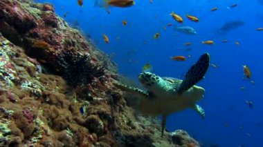 su altında sualtı barış turtle