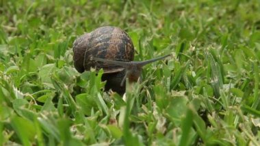 salyangoz, yaz, bir, yavaş