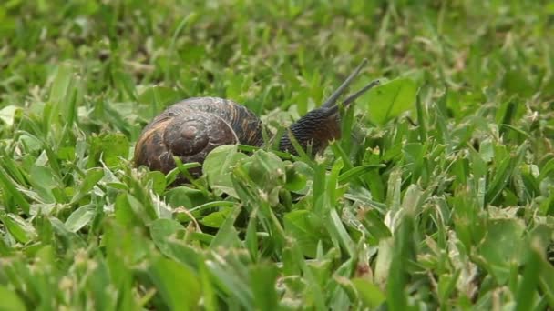 Caracol Verano Uno Lento — Vídeo de stock