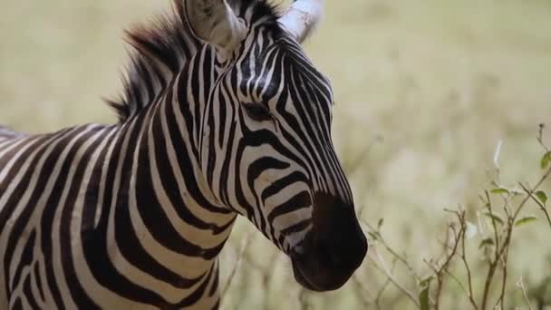 Zebra Djur Djur Naturen — Stockvideo