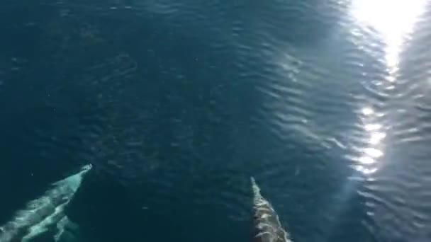 Подводный Мир Плавающие Дельфины — стоковое видео