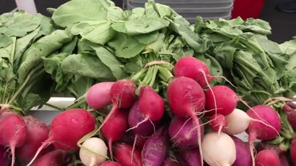 Roter Rettich Nahaufnahme Auf Dem Markt — Stockvideo