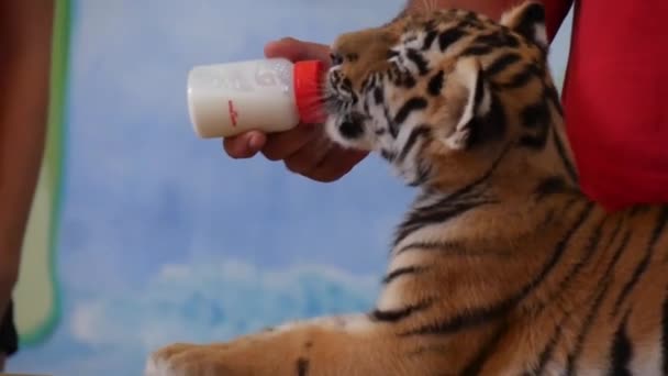 Tygrys Cub Karmienia Zoo — Wideo stockowe