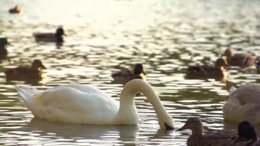 Beyaz Kuğu Gölde ördekler ortasında