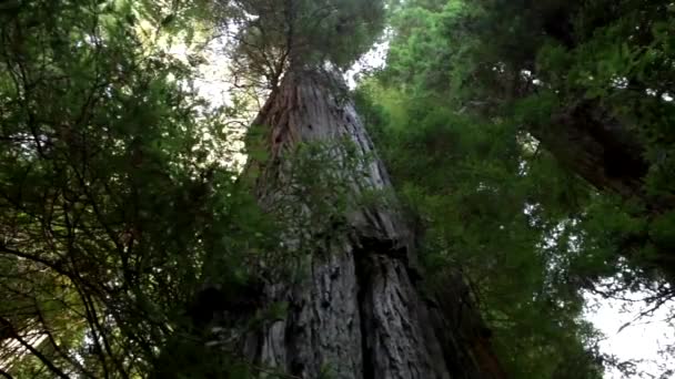 Forêt Avec Grands Arbres Vivaces — Video