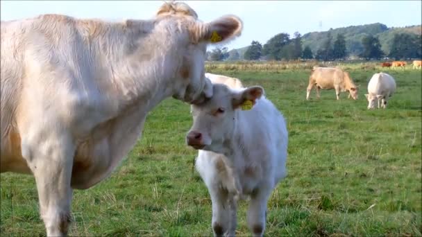 Αγελάδα Και Μόσχος Μια Ηλιόλουστη Καλοκαιρινή Μέρα — Αρχείο Βίντεο