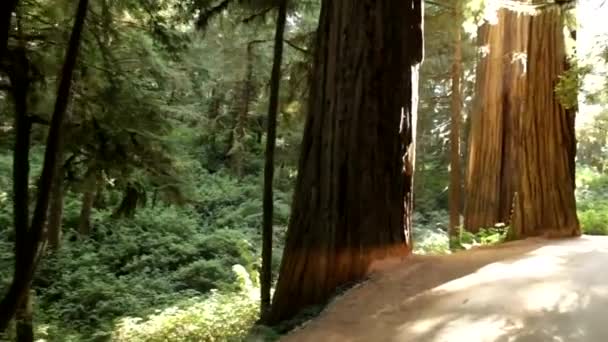 Floresta Com Grandes Árvores Perenes — Vídeo de Stock