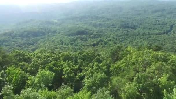 Hermoso Bosque Verde Verano — Vídeos de Stock