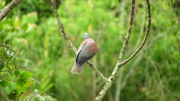 Taube Auf Einem Baum — Stockvideo