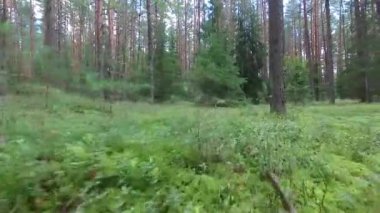 Güzel yeşil yaz ormanı