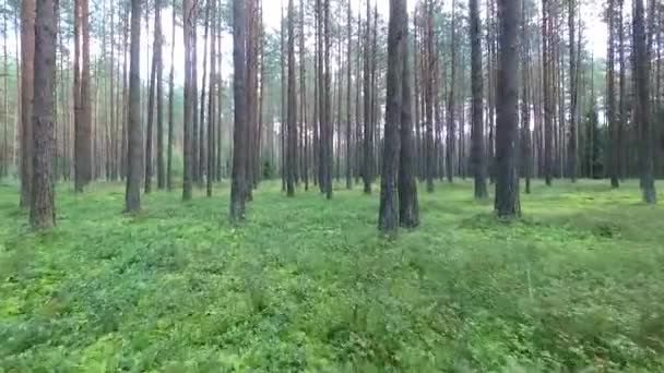 Belle Forêt Verte Été — Video