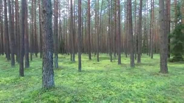 Belle Forêt Verte Été — Video