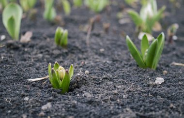 ilk bahar çiçekleri bahar başladı