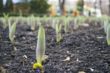 ilk bahar çiçekleri bahar başladı