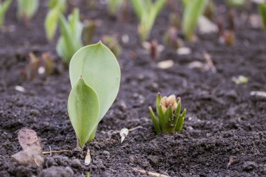 ilk bahar çiçekleri bahar başladı