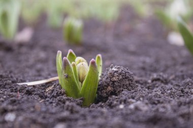 ilk bahar çiçekleri bahar başladı