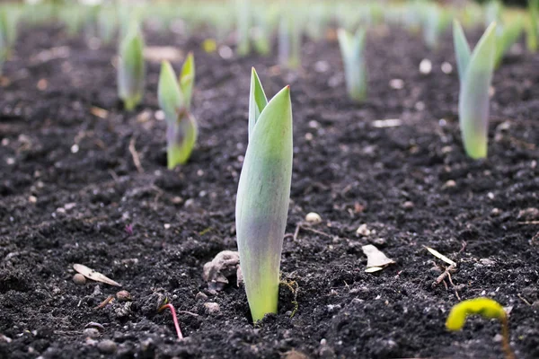 ilk bahar çiçekleri bahar başladı