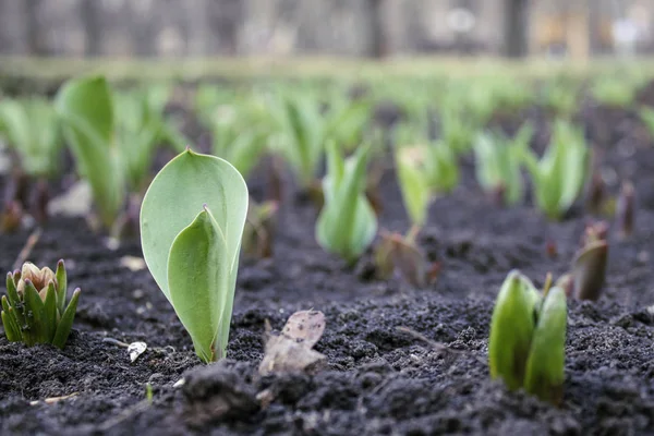 Voorjaar Begon Eerste Lentebloemen Stockfoto