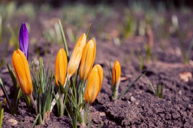 İlk Bahar sarı çiçekler bahar başladı