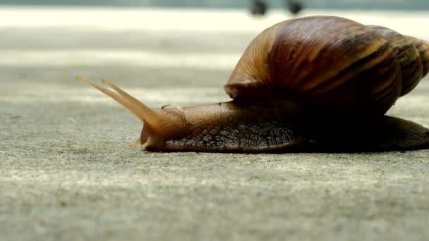 Tropical Snail Walking Slowly Home — Stock Video
