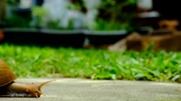 Tropical Snail Walking Slowly Home — Stock Video
